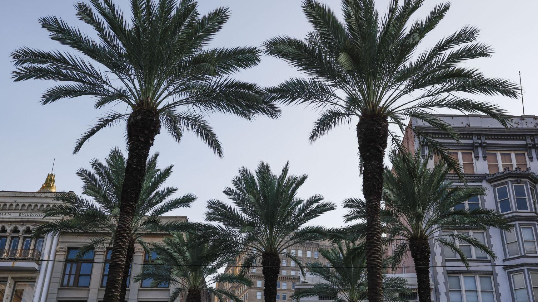 'They all succumb': New disease is wiping out Louisiana's treasured palm trees